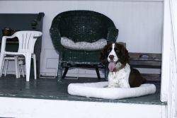 Medium Dog Bed Cream Fleece