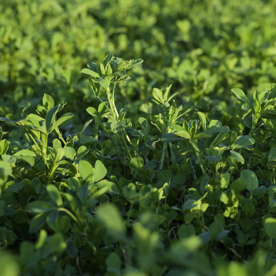 WL 365/366 HQ Alfalfa Seed 25kg - Multi-Cut Premium - Winterhardy