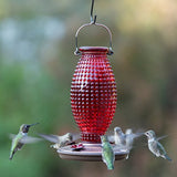 Perky Pet Hobnail Glass Hummingbird Feeder 24Oz