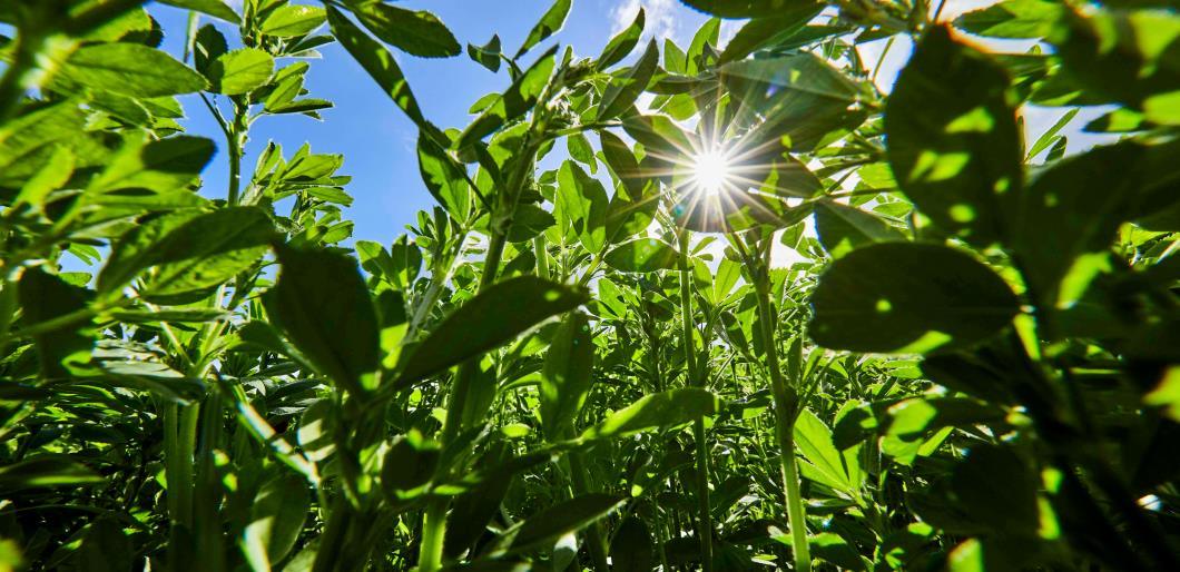 DLF Instinct Alfalfa Seed 55lbs - Multi-Cut Variety for Premium Forage