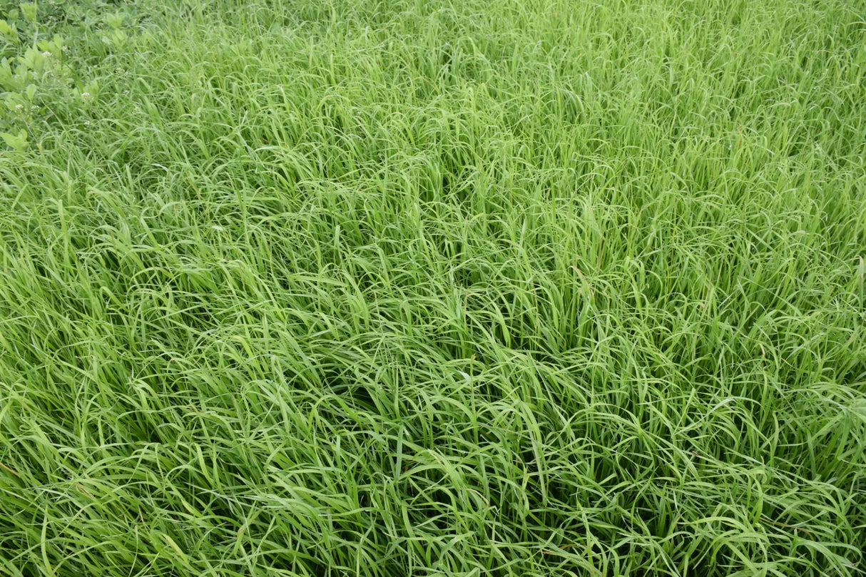 Big Bang Annual Ryegrass Seed | Premium Tetraploid | Brett Young | 50 LB Bag