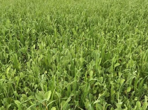 Forage Type Field Pea Seed - Call for Variety