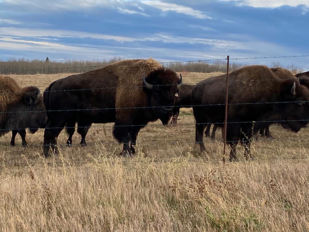 Metal Fence Post | One Time | Heavy Duty | 6 foot