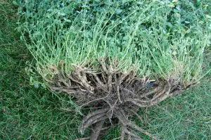 Alfalfa Seed | Foothold | High Traffic | Multi Cut