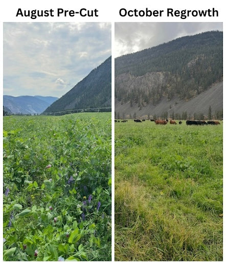 Full Season Covers & Co. Cover Crop Seed Mix 50lbs | Regenerative Agriculture