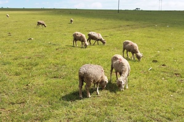 Pasture Seed | Horse and Sheep
