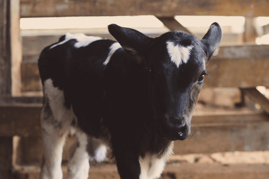 Optivia Calf Start Tex 18% Medicated 20kg