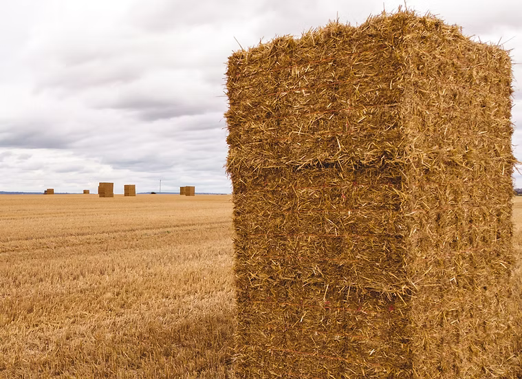 Interior Cereal Silage Mix - Barley/Oat/Pea | High-Protein Forage | 1000 Kg. Mini Bulk