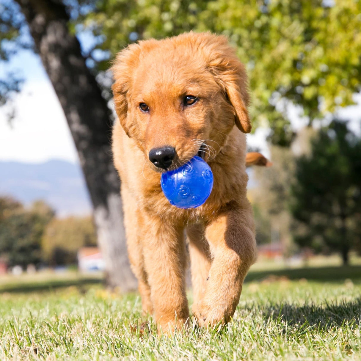 KONG Squeezz Ball Squeaky Dog Toy | Large