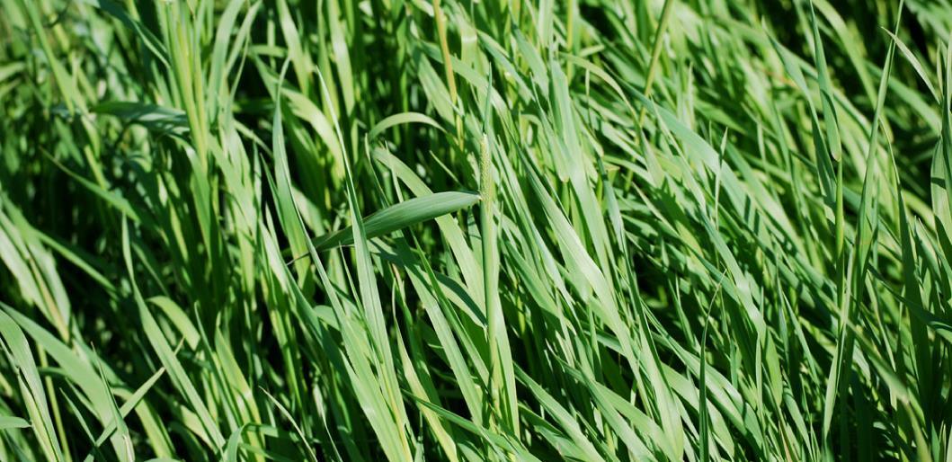 Timothy Seed | Early Maturity | Winter hardy | DLF Richmond Timothy | 50 Lbs.