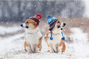 Ice Melter | Pet Friendly | Concrete Friendly | Natural Heat | 50 Pounds