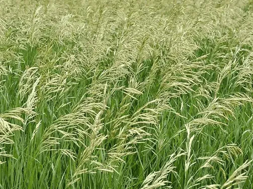 DLF Success Bromegrass Seed 50lbs | Hybrid Meadow/Smooth Brome | High Yield