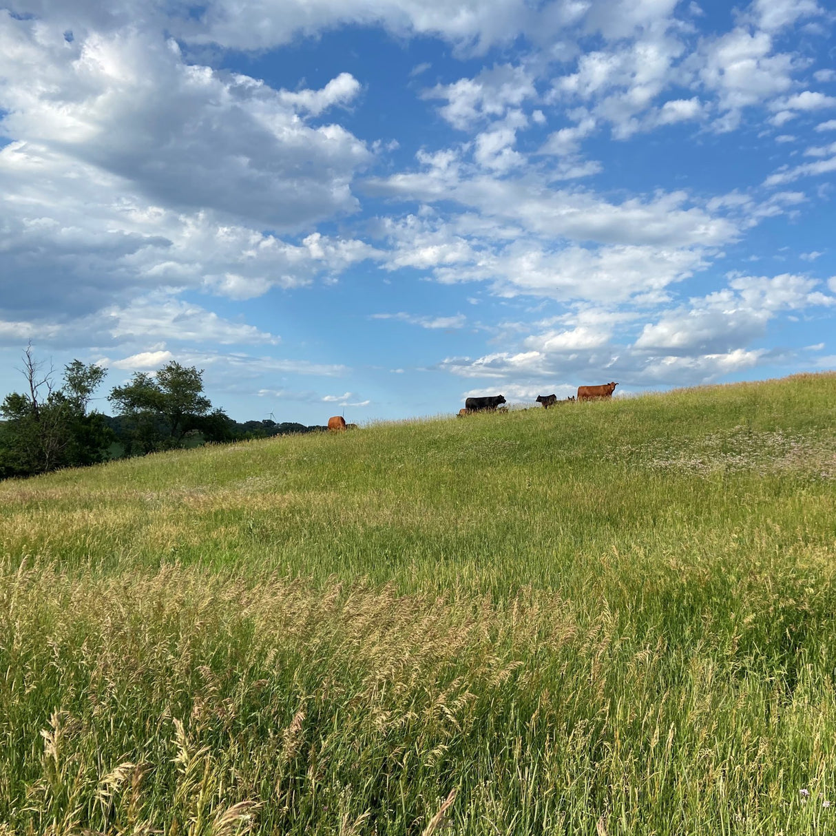 Dryland Supreme Grass Seed Mix - Drought-Resistant Rotational Grazing | 22.7 kg (50 lb)