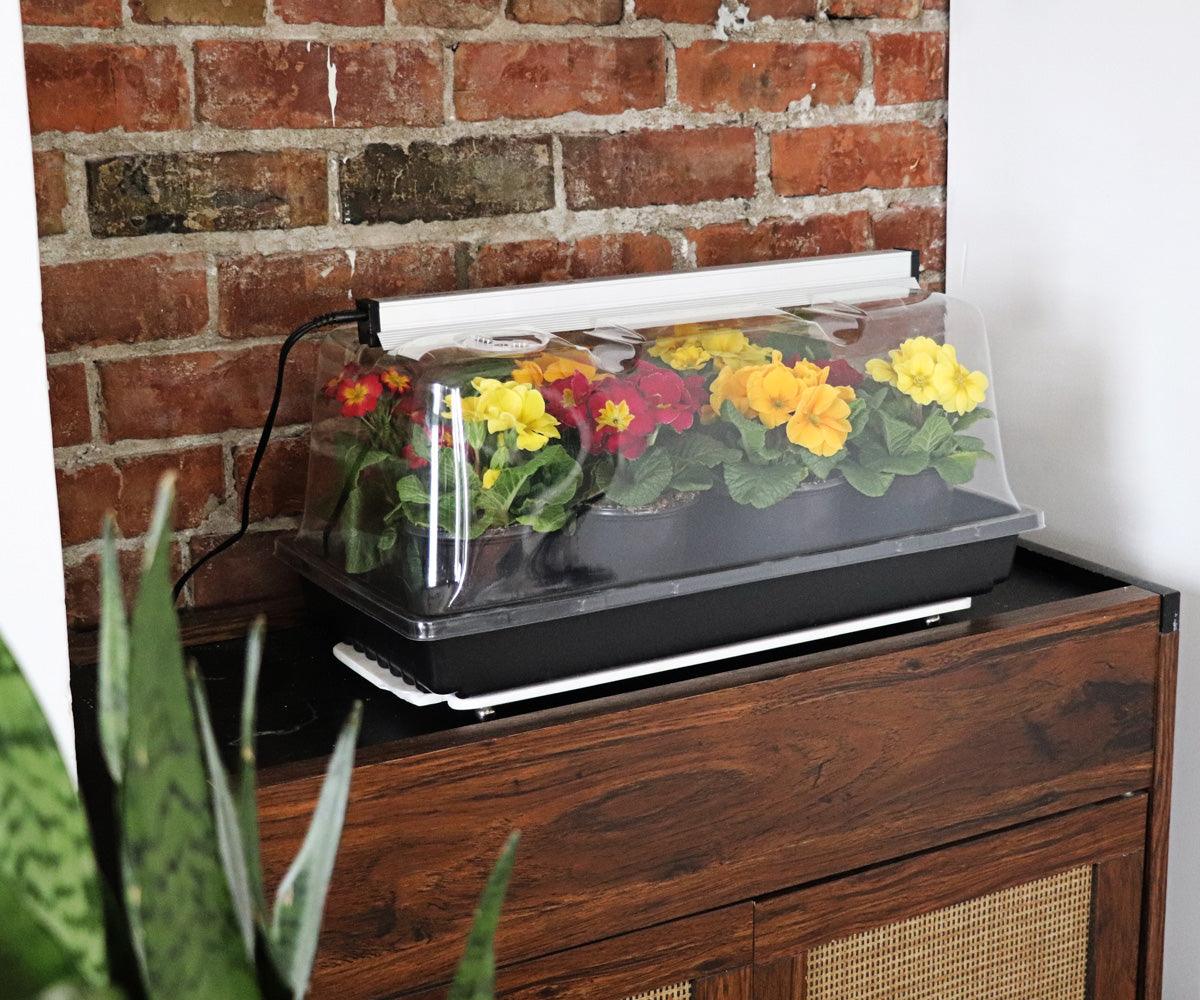 Greenhouse | Mini Nano Dome with Light | Sunblaster TH 50