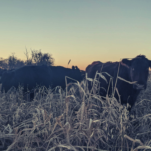 Sorghum Sudan Grass Seed 50lbs - Warm Season Forage - Drought Tolerant