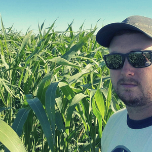 Sorghum Sudan Grass Seed 50lbs - Warm Season Forage - Drought Tolerant