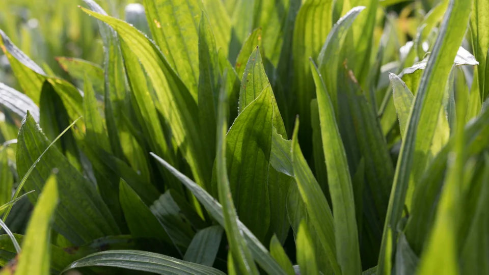 DLF Captur Orchardgrass Seed | Late-Maturing Multi-Cut Premium Forage | 25 KG Bag