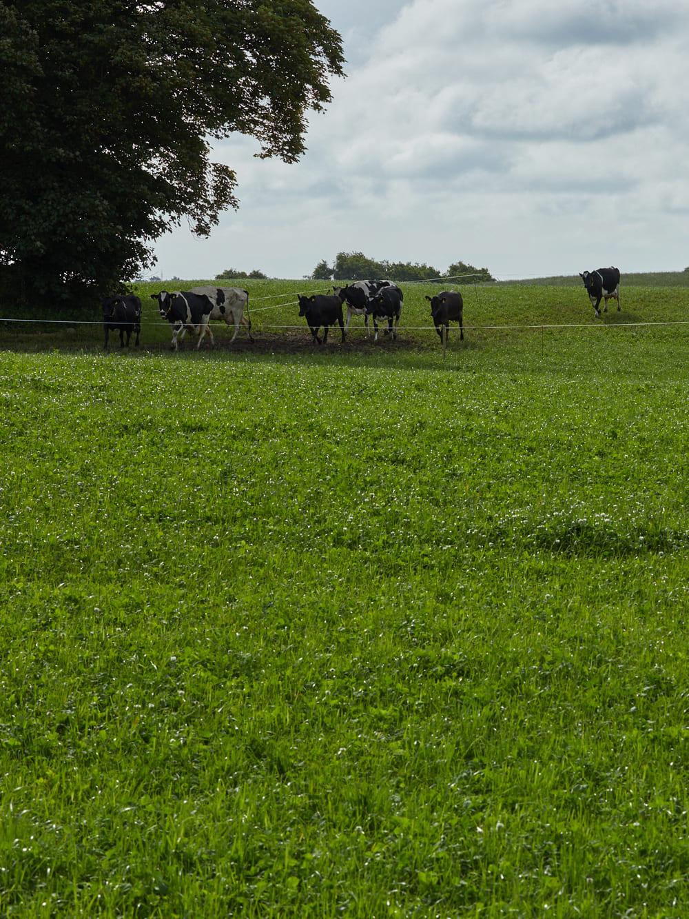 AC Killarney Orchardgrass Seed | Winter Hardy Multi-Cut | 22.7 kg (50 lb)