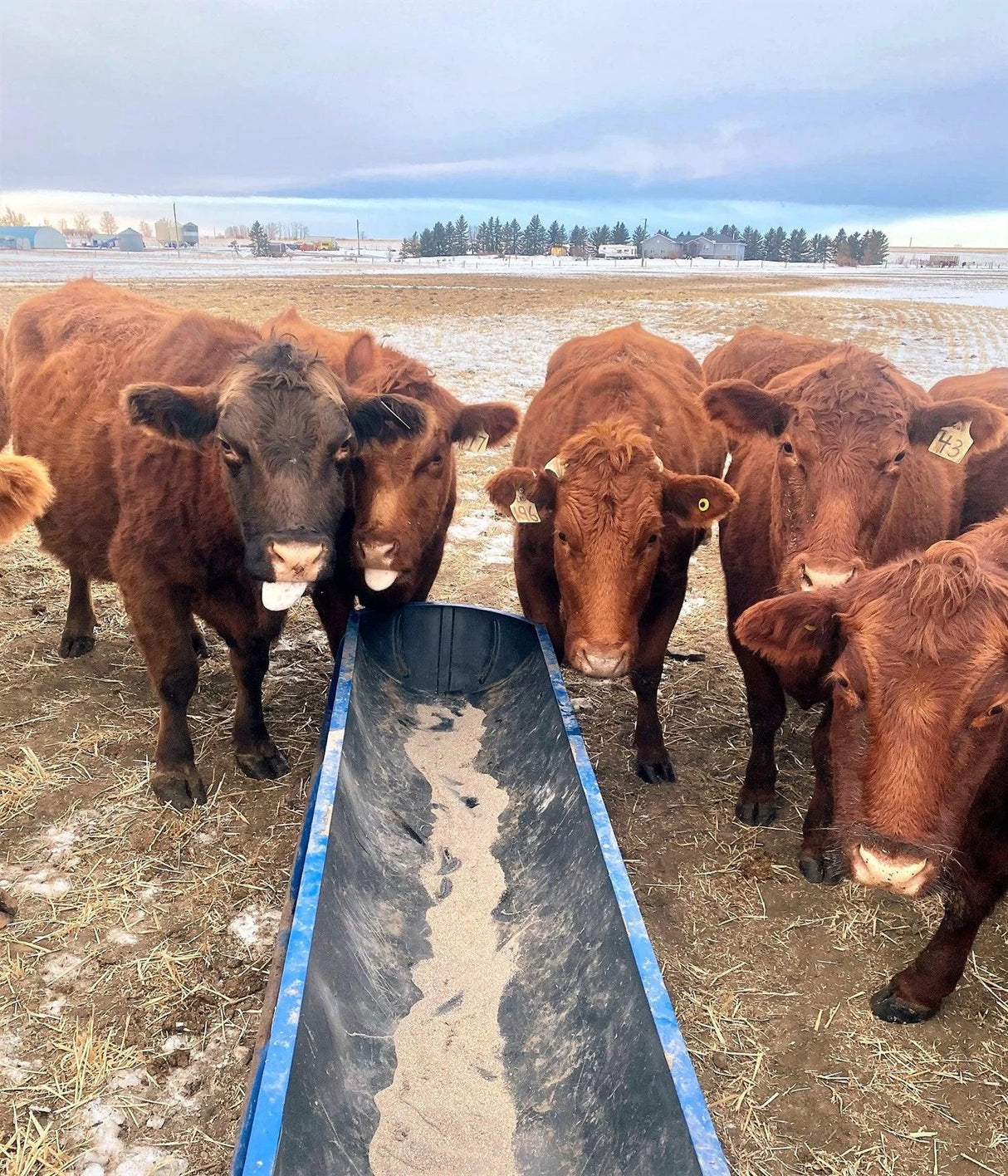 9:18 Cattle Mineral Premix 20kg - High Legume Forage | Supreme Animal Nutrition