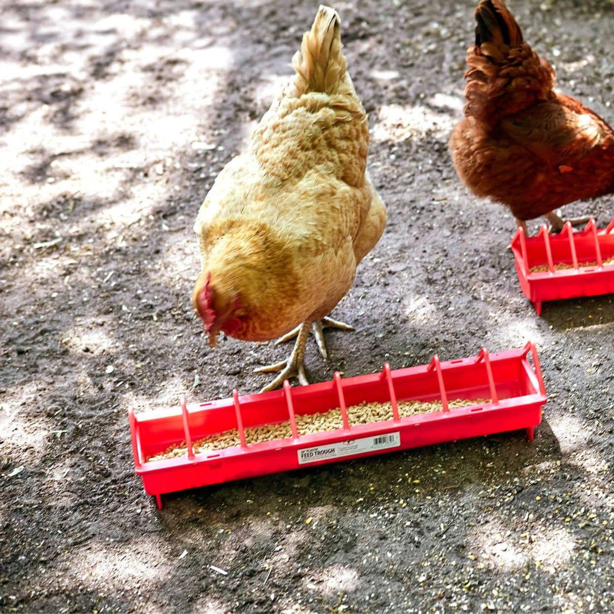 A flock of hens feeding on the Little Giant Chicken Feeder 20-inch Plastic Poultry Trough Feeder Wide Spacing outside on a farm in Kamloops, British Columbia