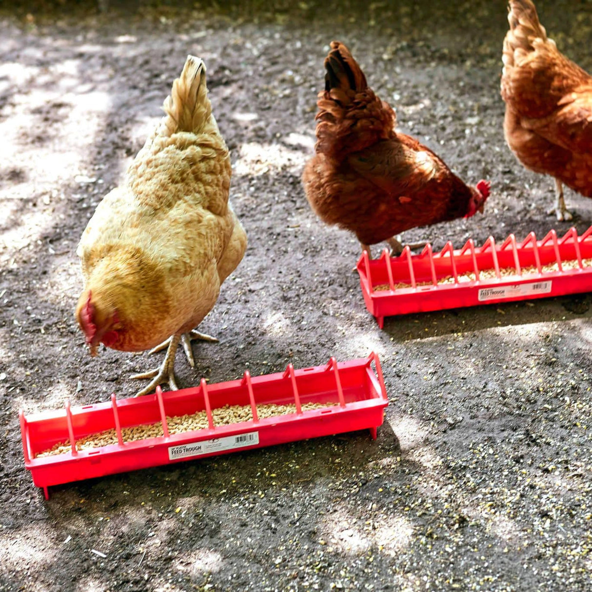 A group of hens eating using Little Giant Chicken Feeder, outside in Kamloops, Bristish Colombia