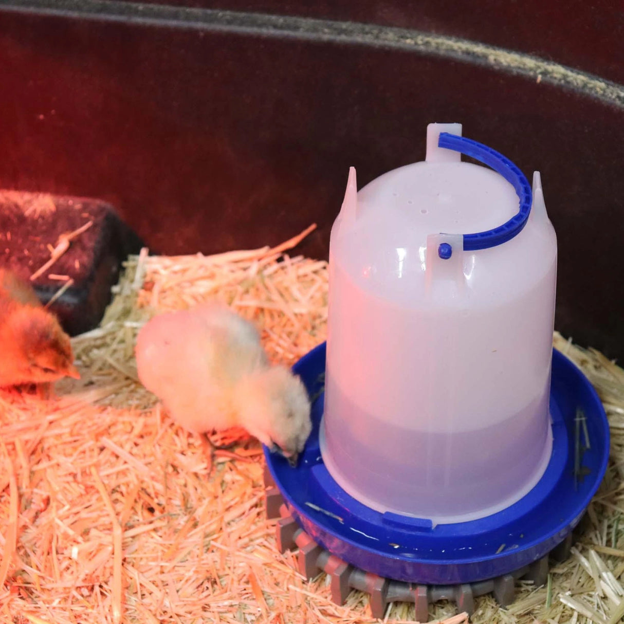 Baby Chick Drinking from Little Giant Chicken Waterer 1.5 Quart Hanging Plastic Poultry Waterer Inside a Cozy Coop in Kamloops, British Columbia
