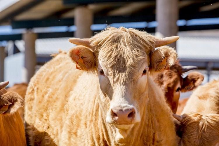 12:12 Cattle Mineral Premix 20kg | Supreme Animal Nutrition