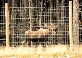 Game Fence | Solid Lock | 2096-6 | Class 3 | 100 M