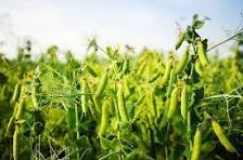 Seed Peas - 25kg.