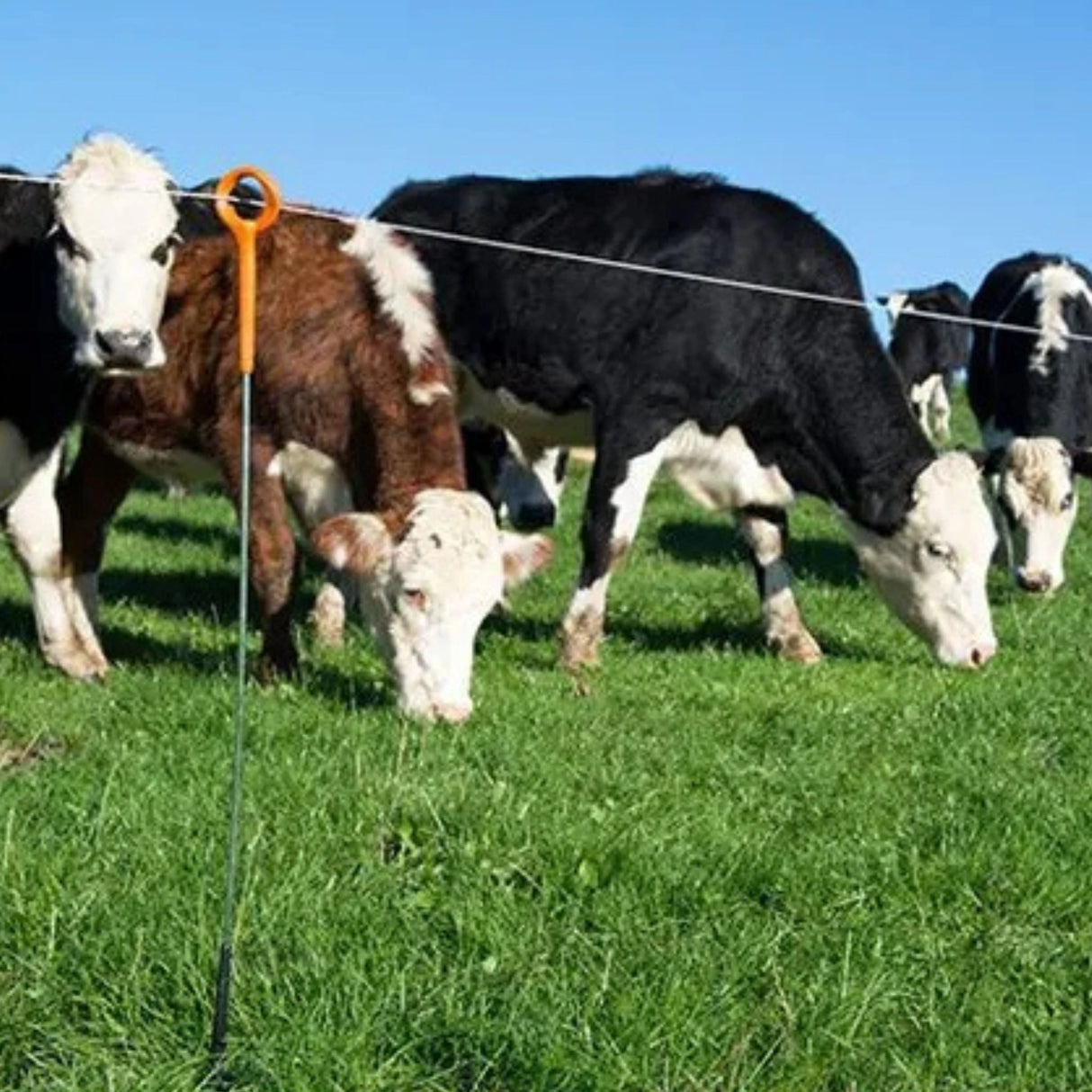 Gallagher Electric Fence Post Ring Top Post 33 Inches installed in a field with fencing wire, in the outdoors of Kamloops of British Colombia