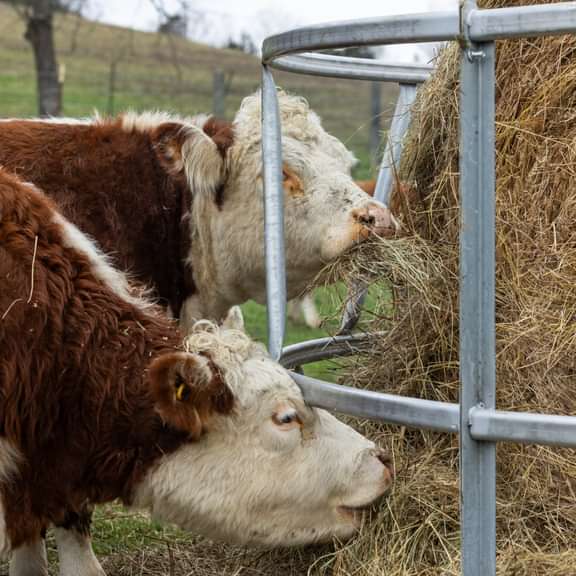 Round Bale Feeder | Galvanized | Eco Smart | Behlen 26100138