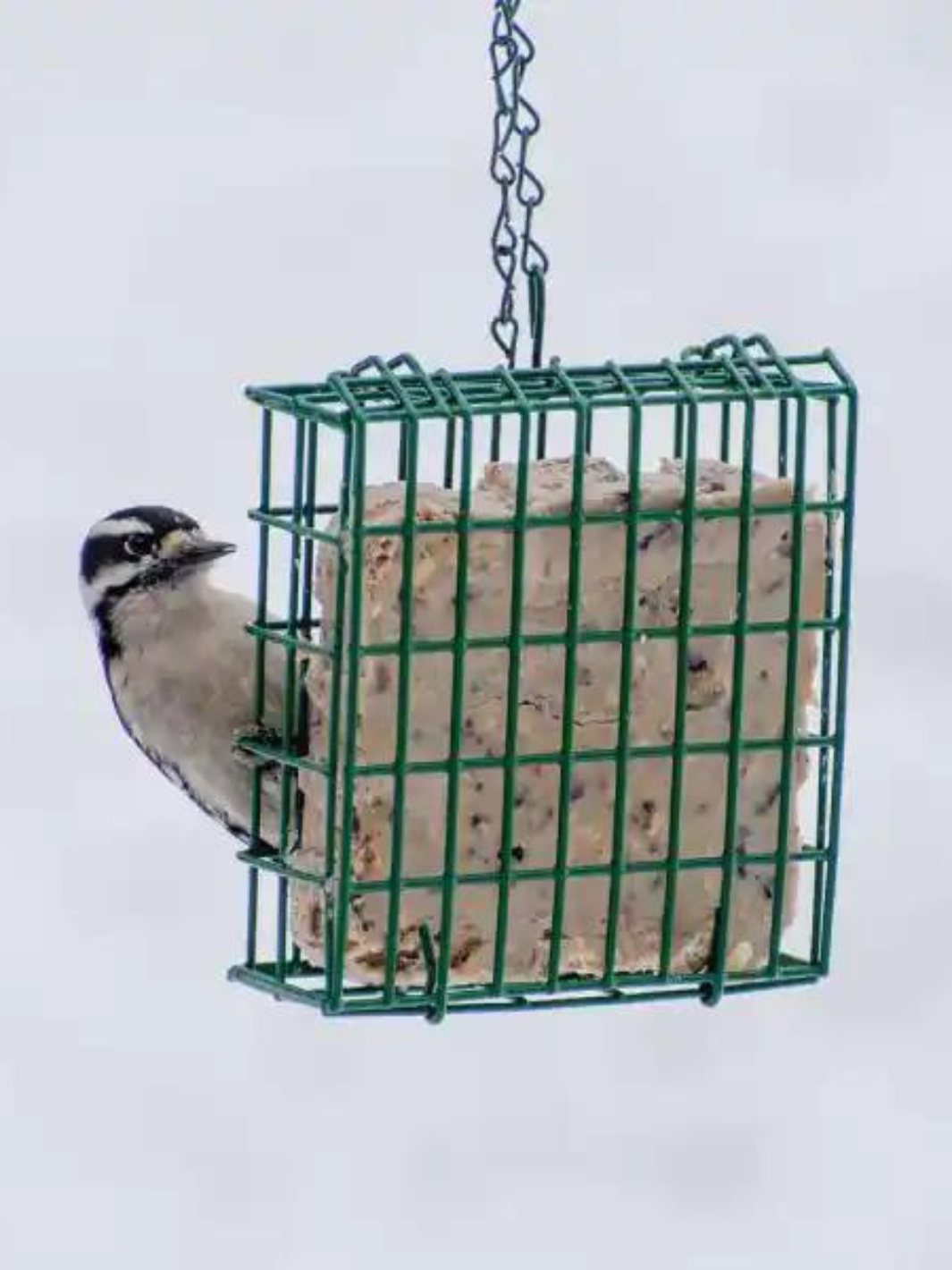 Wild Bird Feeder | Suet | Single Cage | Pinebush