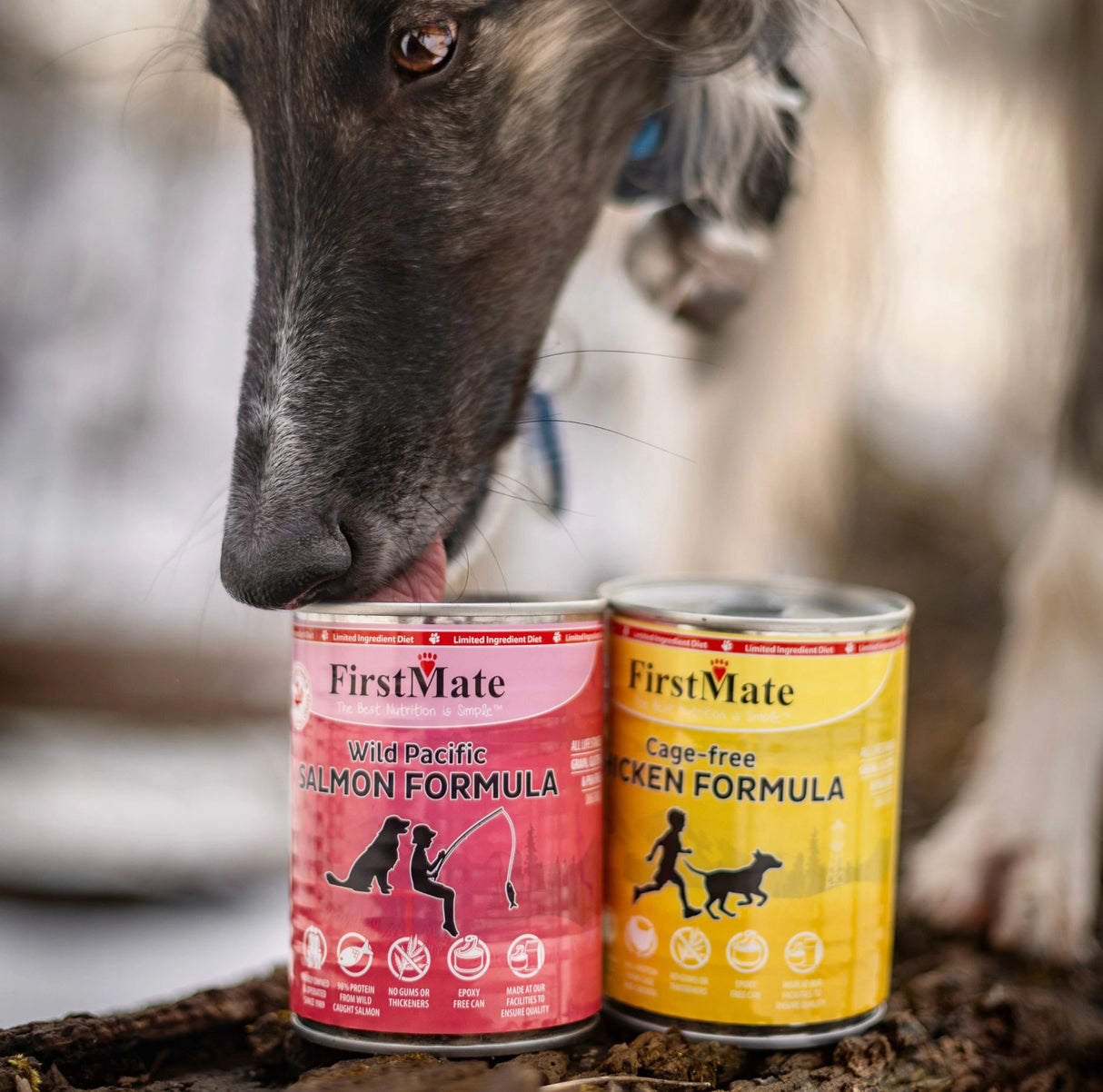 A dog enjoying First Mate canned pet food outdoors in the outdoors of Kamloops, British Columbia