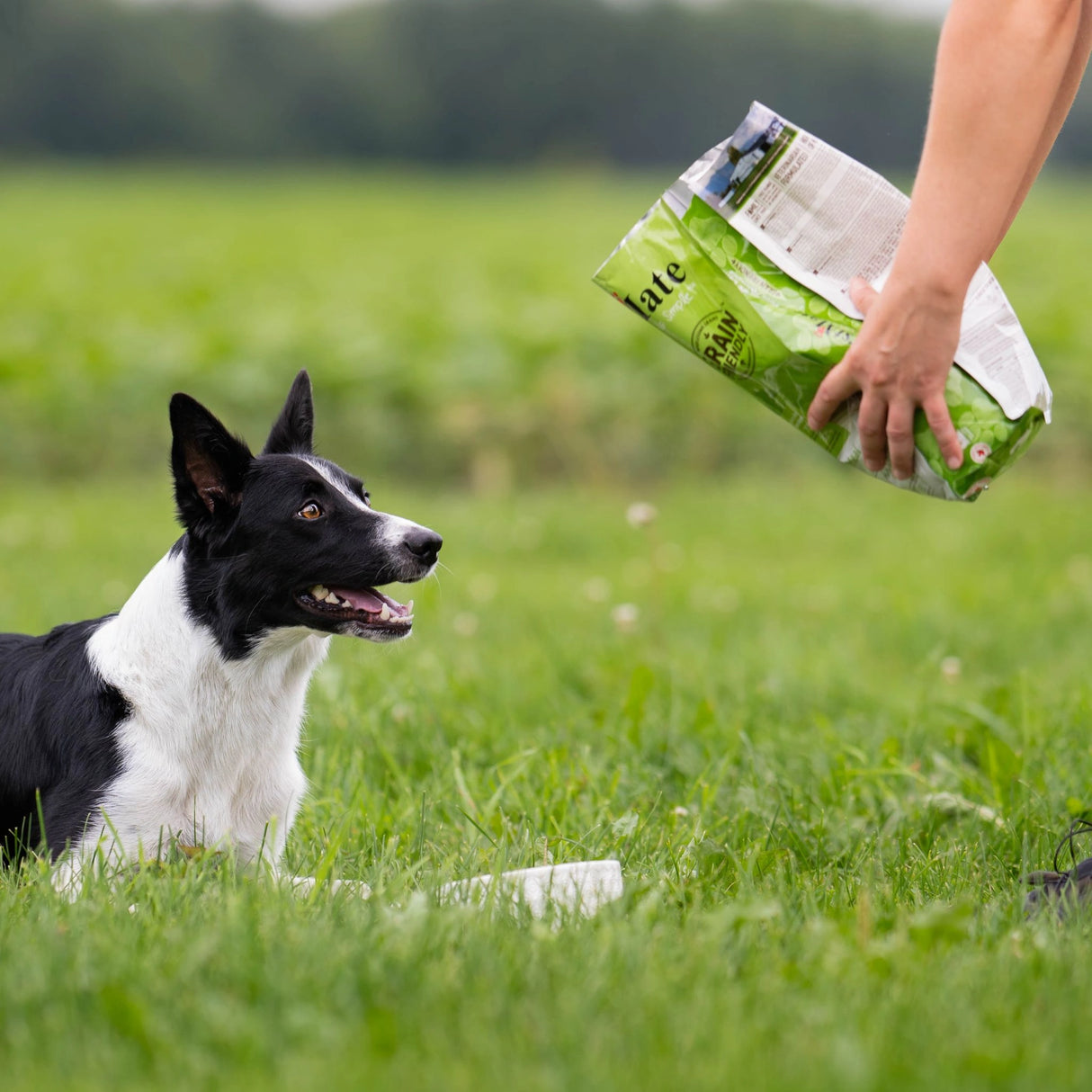 A dog in Kamloops, British Columbia, enjoying the outdoors with a bag of First Mate Dog Food