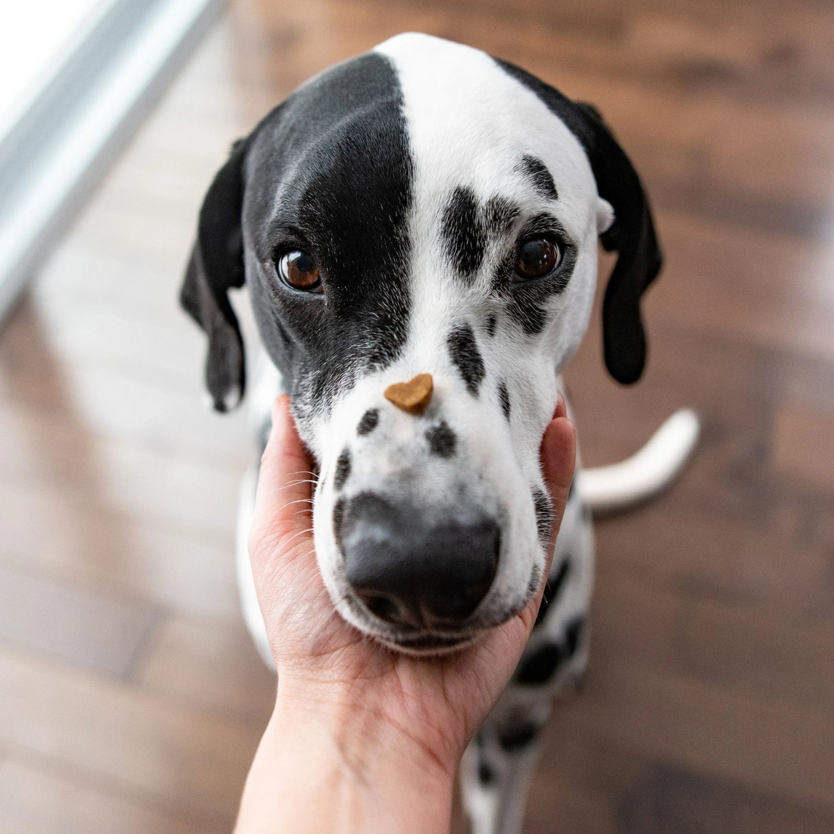 A happy dog in Kamloops, British Columbia, enjoying a dog treat