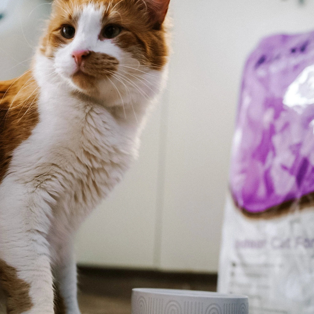 A cat in Kamloops, British Columbia, eating in a bowl