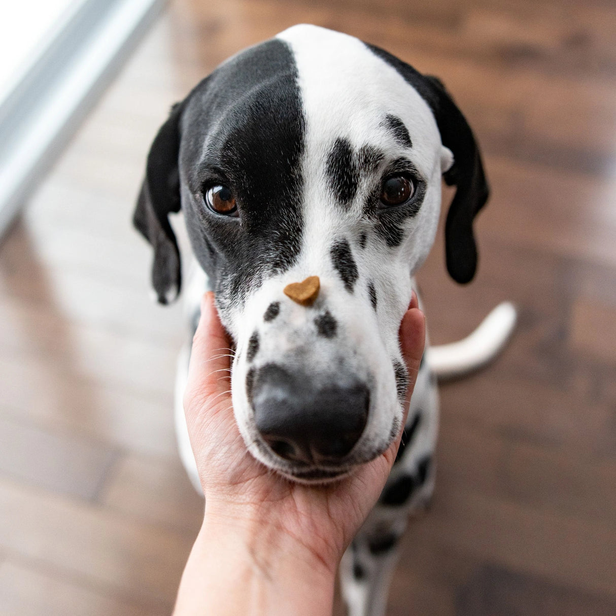 A dog in Kamloops, British Columbia, enjoying a treat given by its owner.