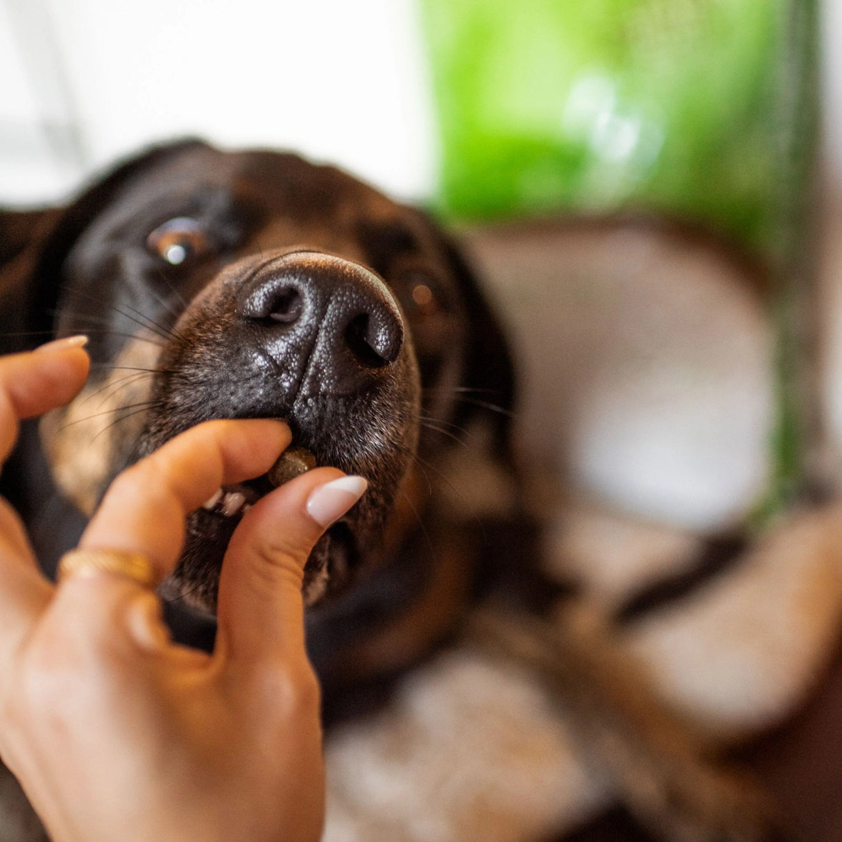A dog in Kamloops, British Columbia, enjoying a treat given by its owner.
