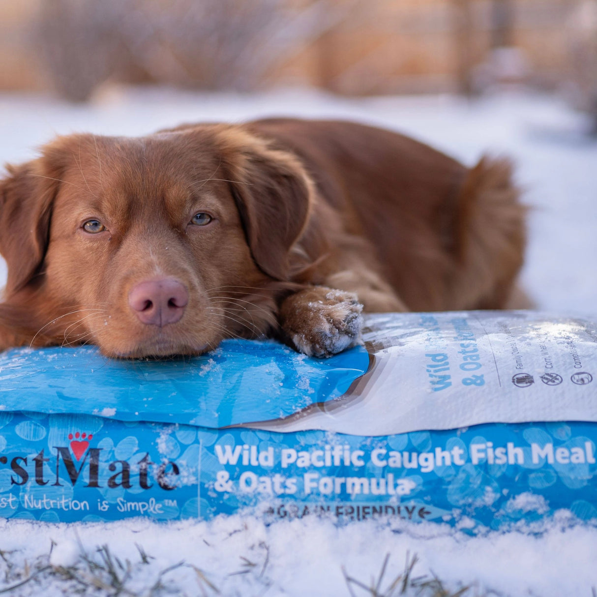 A dog in Kamloops, British Columbia, enjoying the outdoors with a bag of First Mate Dog Food