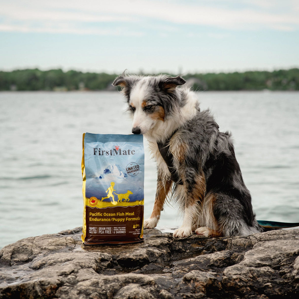 A dog in Kamloops, British Columbia, enjoying the outdoors
