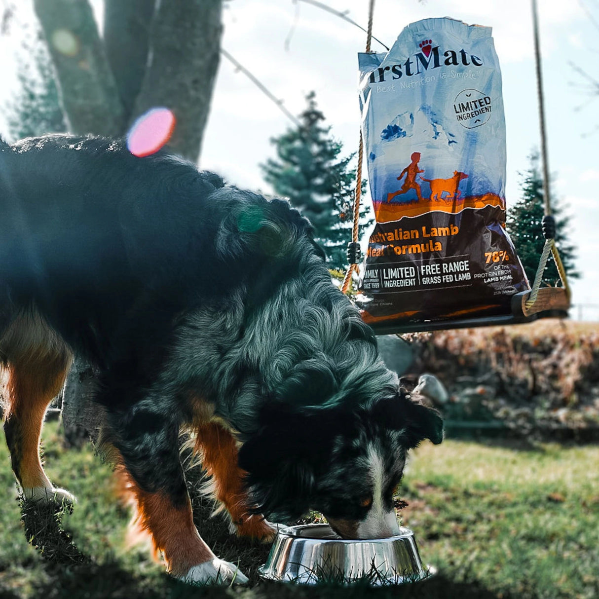 A happy dog in Kamloops, British Columbia, enjoying eating outdoors
