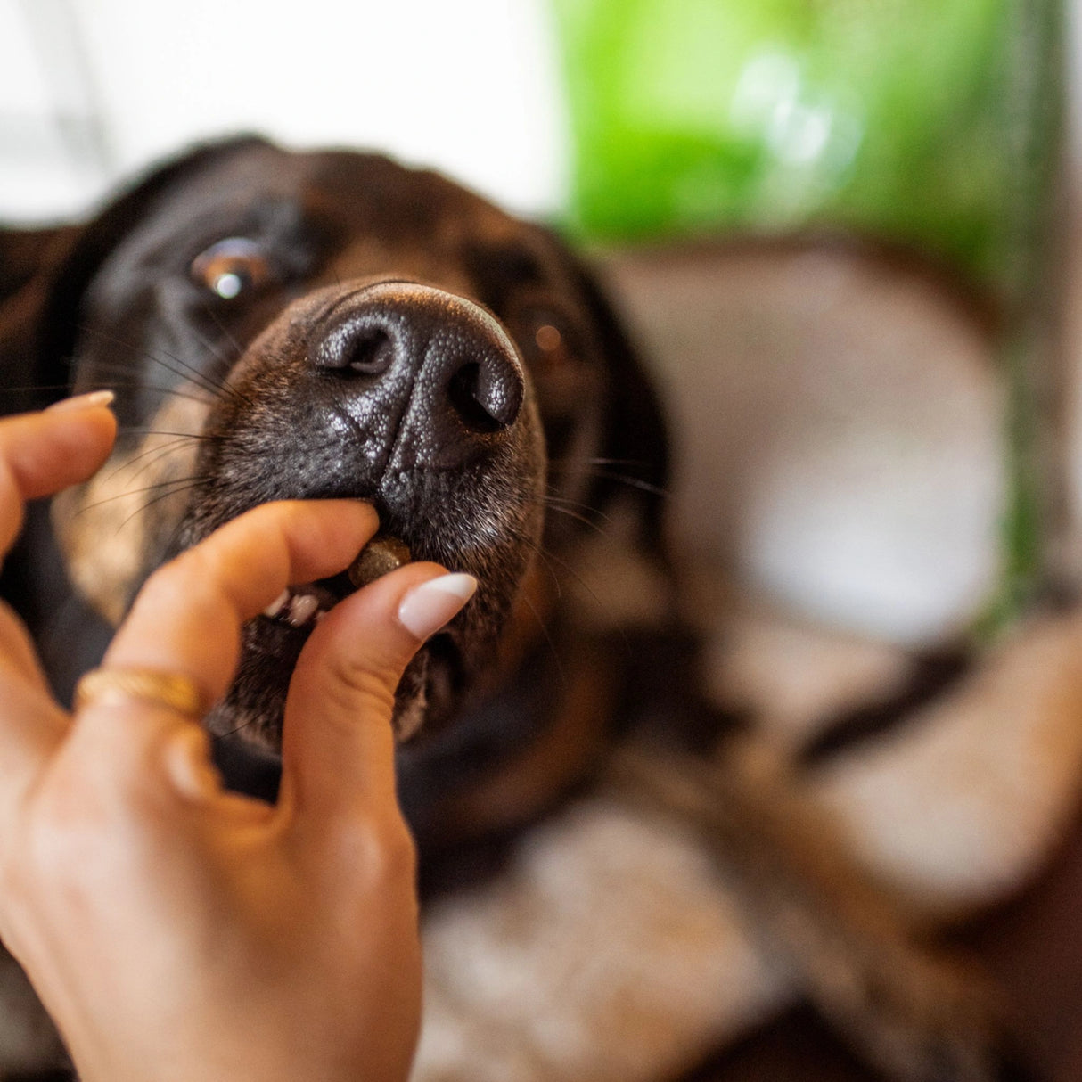 A dog in Kamloops, British Columbia, enjoying a treat given by the owner