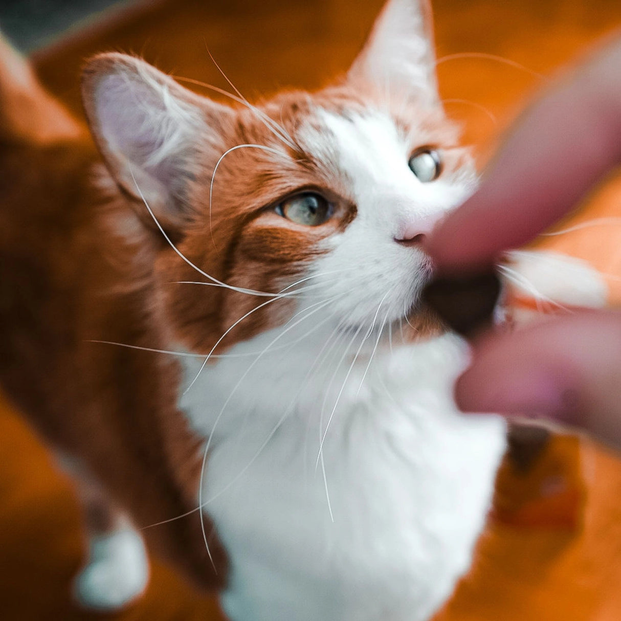 A cat in Kamloops, British Columbia, enjoying a treat