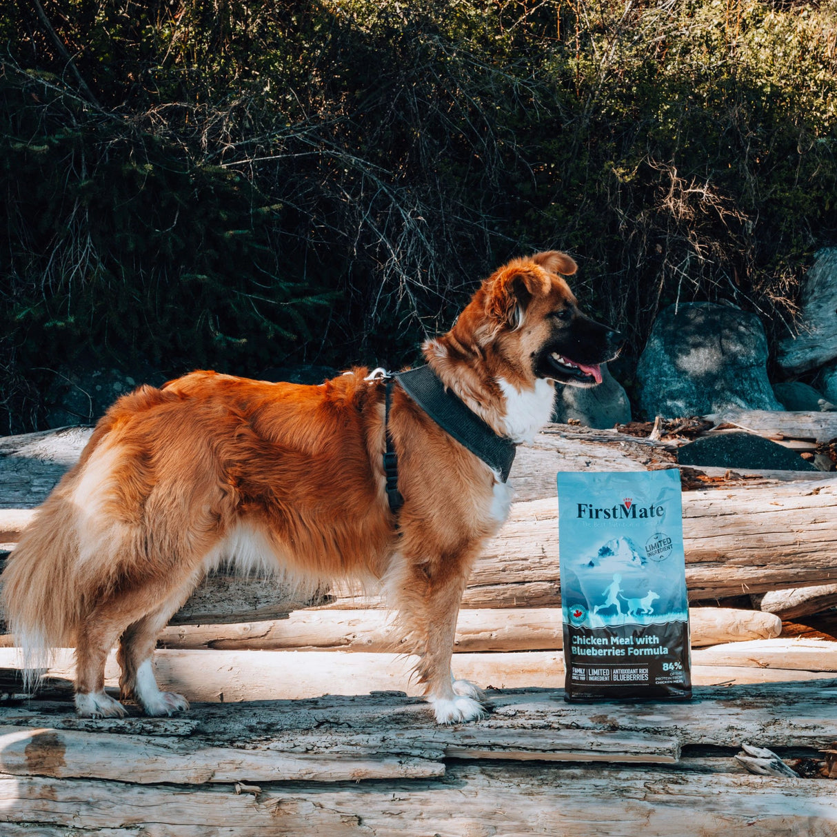 A happy dog in Kamloops, British Columbia, enjoying the outdoors