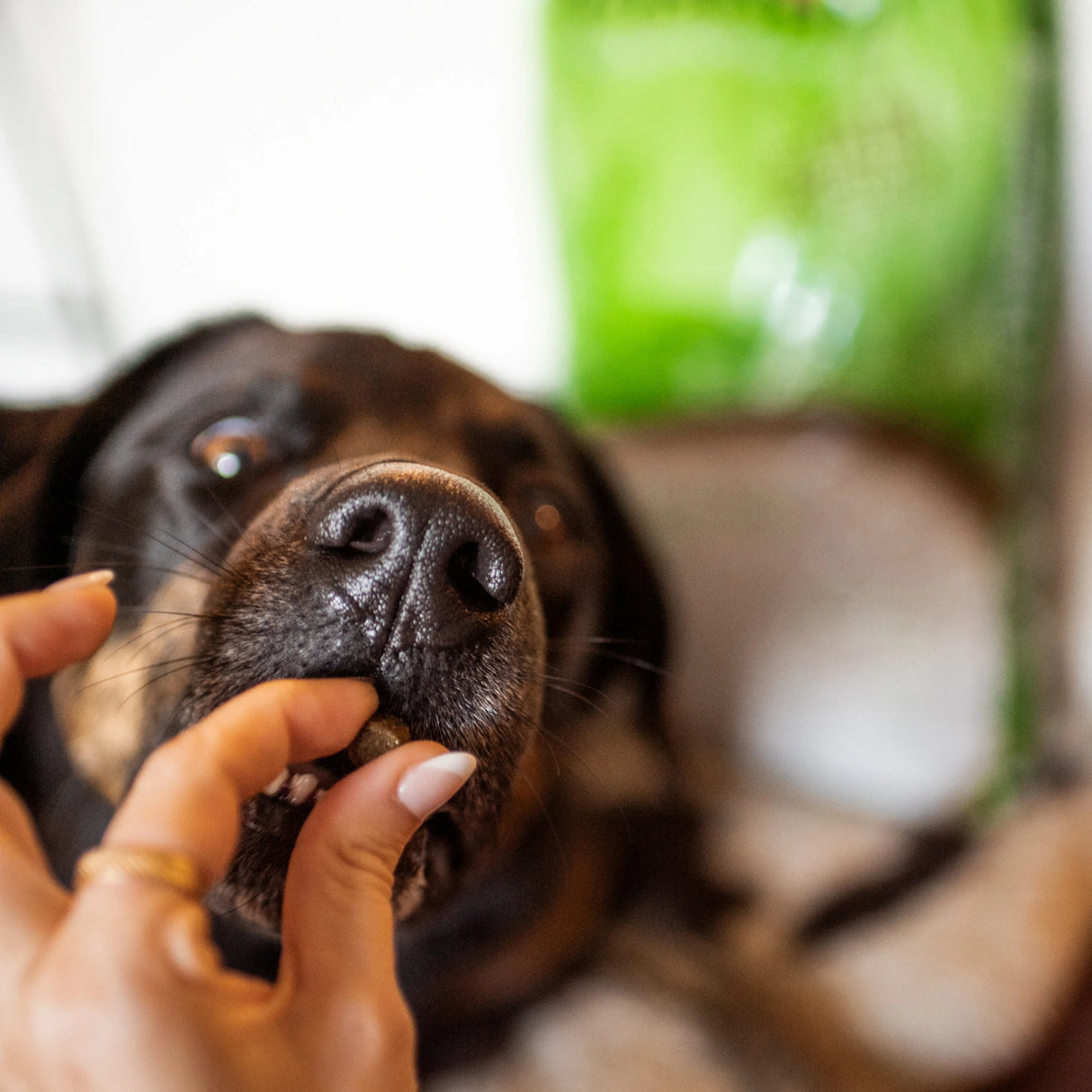A happy dog in Kamloops, British Columbia, enjoying a treat given by it's owner