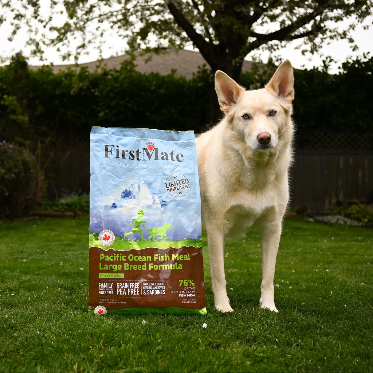 A happy dog in Kamloops, British Columbia, enjoying the outdoors