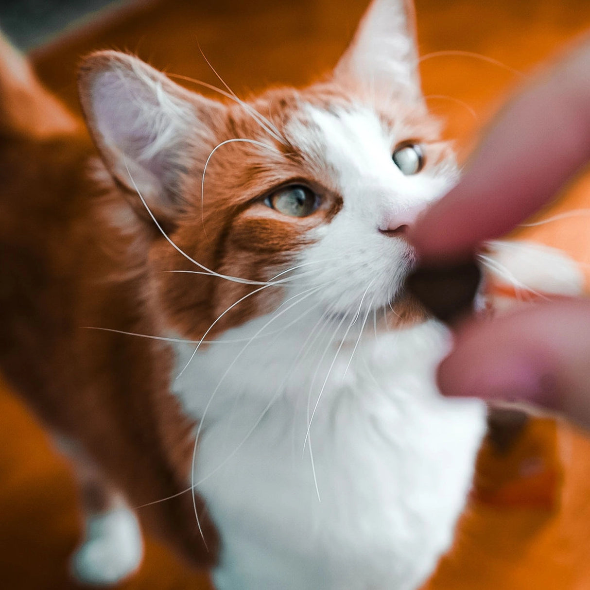 A cat in Kamloops, British Columbia, enjoying a cat treat