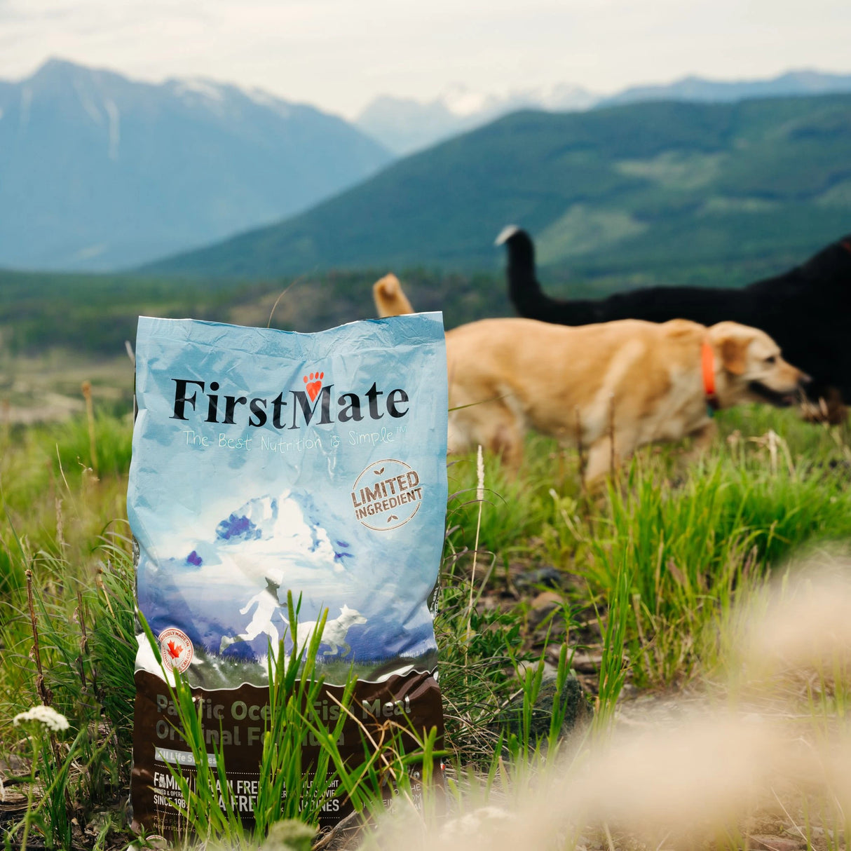 Happy dogs enjoying the outdoors in Kamloops, British Columbia