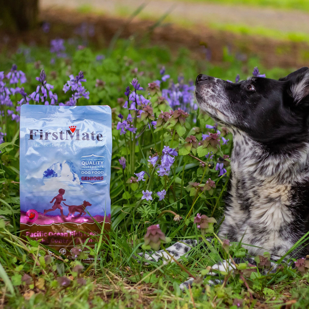A happy dog in Kamloops, British Columbia, enjoying the outdoors