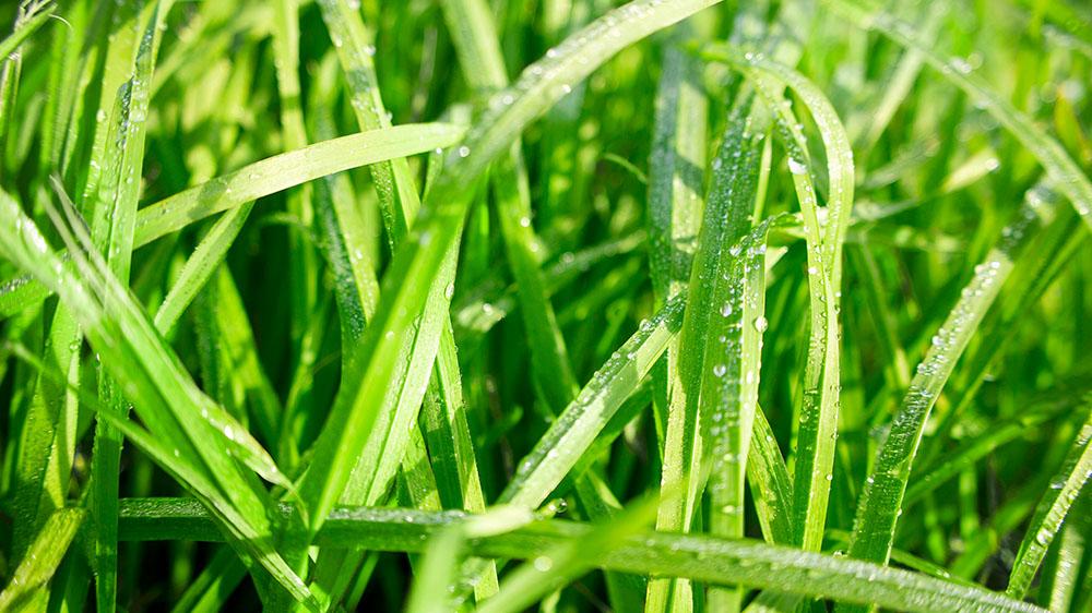 DLF AMBA Orchardgrass Seed - Winter Hardy Early Maturity | High Digestibility